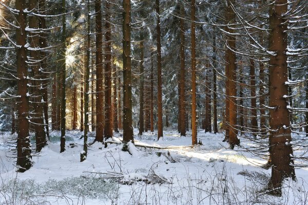 Pine forest in winter in sunlight