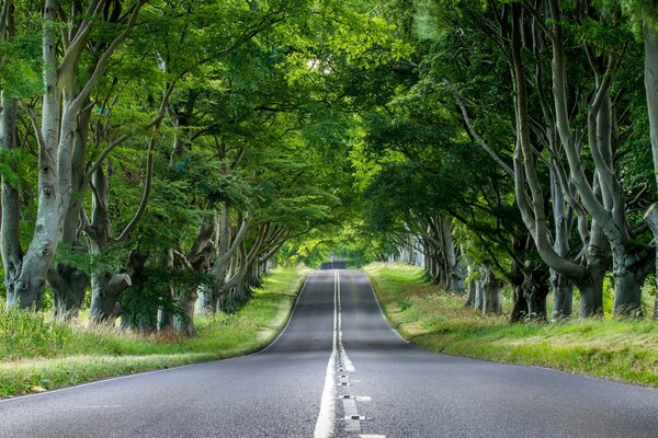 Route d Angleterre à travers une allée