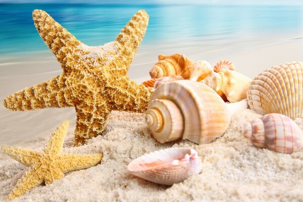 Conchas y estrellas en la orilla de la playa de arena