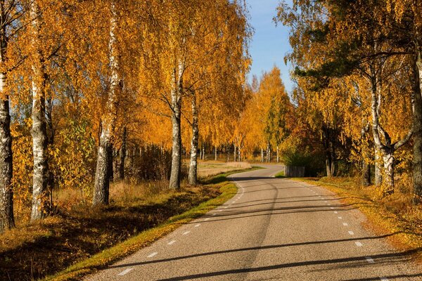 Route le long d un bosquet d automne lumineux de bouleaux