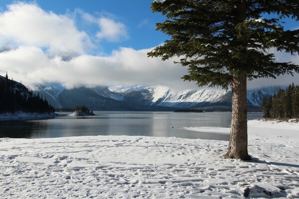 A tree on the shore of the lake. Winter