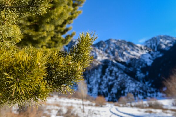 A huge mountain can be seen through the macro effect of spruce needles