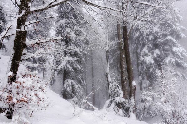 Decorazione invernale dei Giganti della foresta