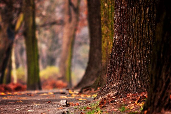 An old tree trunk in the autumn garden