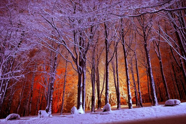 Brina sui rami nel parco la sera con retroilluminazione