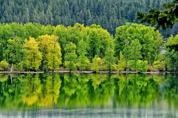 Reflet de la forêt dans la rivière