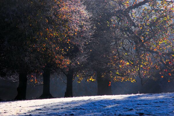 Autumn leaves on trees and frost-covered grass