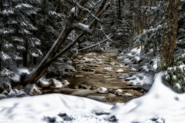 A stream between snow-covered trees