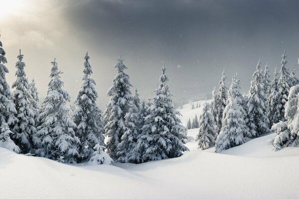 Paisaje invierno bosque nieve