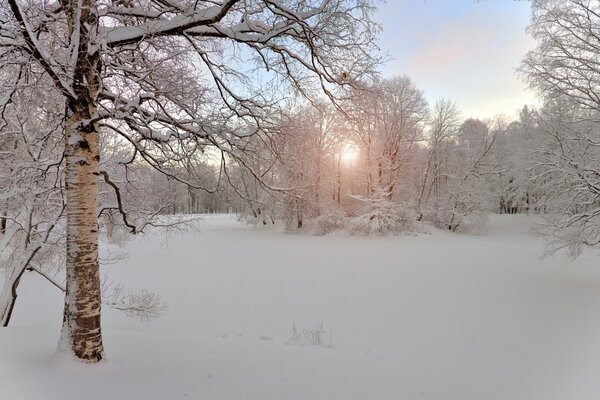 Winter nature and trees in frost