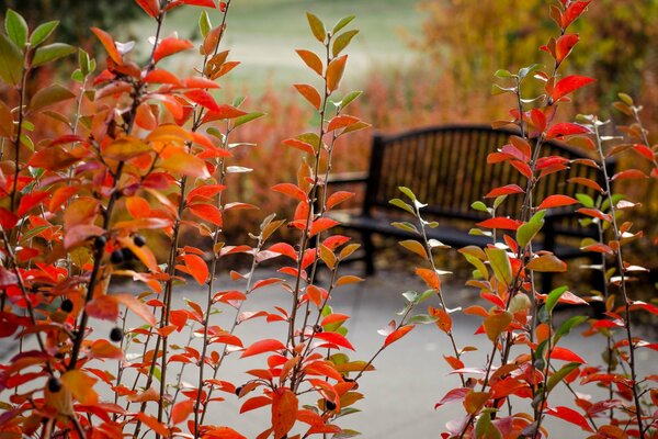 Autumn park in red foliage