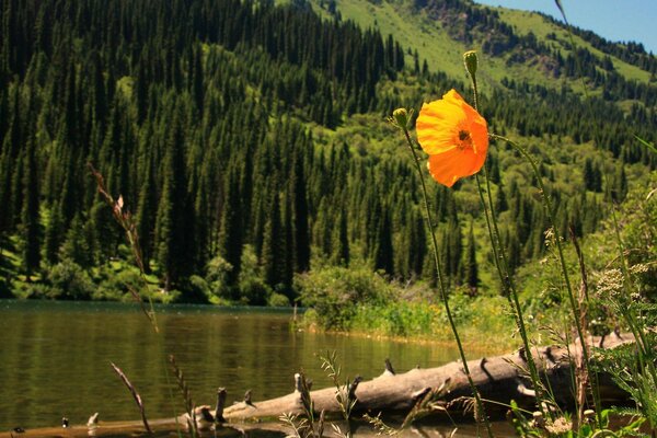 Lago in Kazakistan. Fiore. Natura