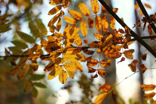 Autumn yellow leaves in the sun