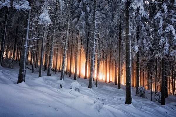 Winter black forest in Germany