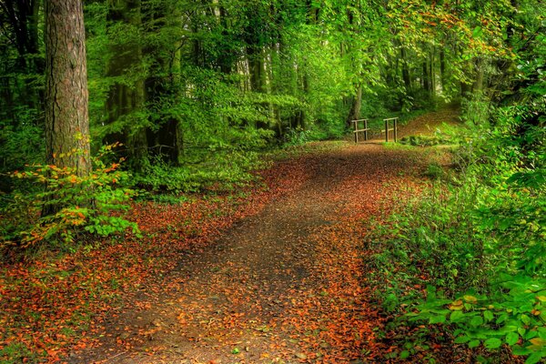 Sentier dans la forêt. Arbres. Pont dans la forêt. Nature