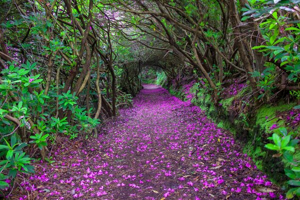 Tunnel im Park von Irland