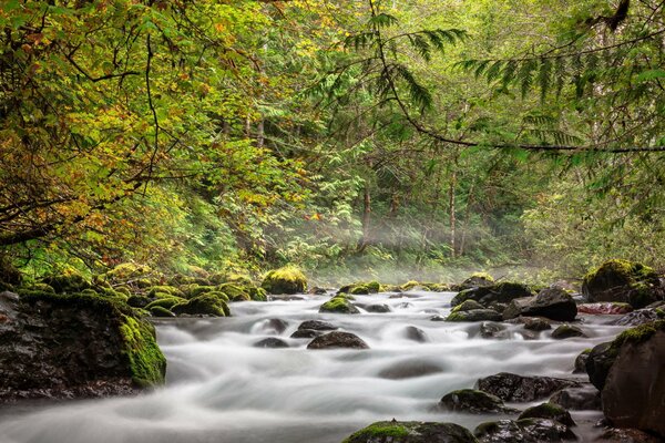 Beautiful photo of a river in the forest