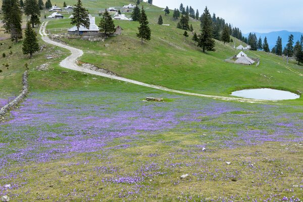 Eine Blumenwiese in einem slowenischen Dorf