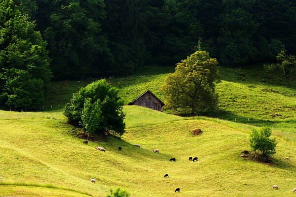 Casa en un Prado verde con ovejas