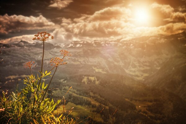 There is a red flower on the top of the hill