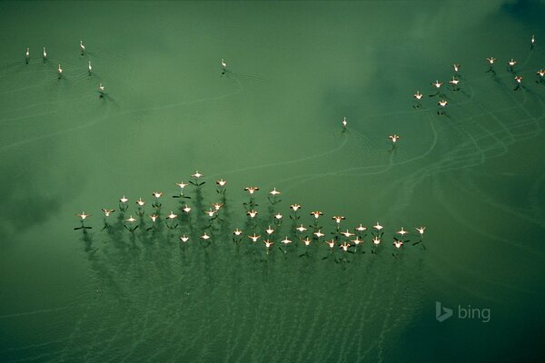 Flamingos flying in a shoal over the lake