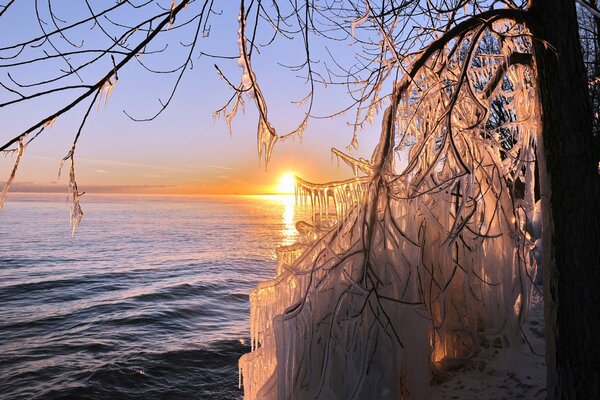 Icicles on a tree against the background of the sea and the sun