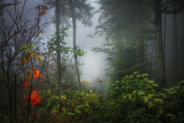 Bosque de otoño brumoso después de la lluvia