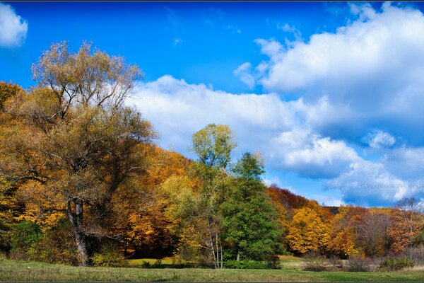 Bright helmets of autumn nature