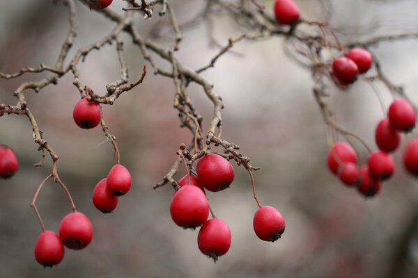 Rote Beeren hängen am Zweig