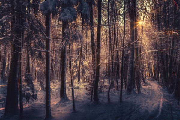 A través del bosque de invierno, la luz del sol se abre paso, la nieve en todas partes, como el tratamiento de un artista