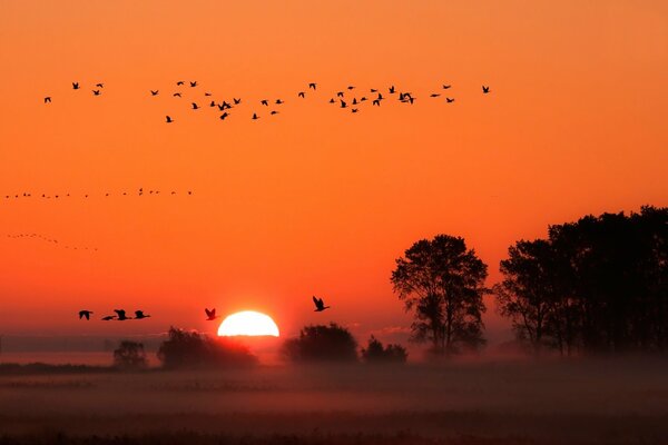 Birds in the fog on the background of sunset