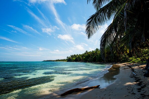 Der Strand. Eine Palme am Ufer. Tropen. Landschaft