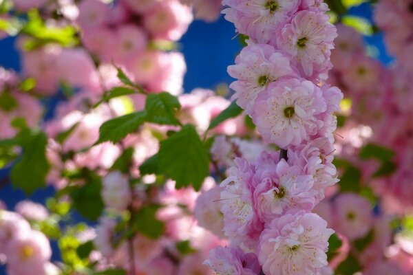 Almendras en flor a principios de primavera