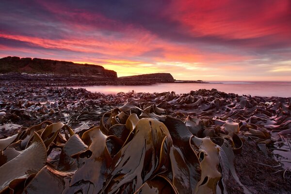 Algae on the shore of the reservoir at dawn