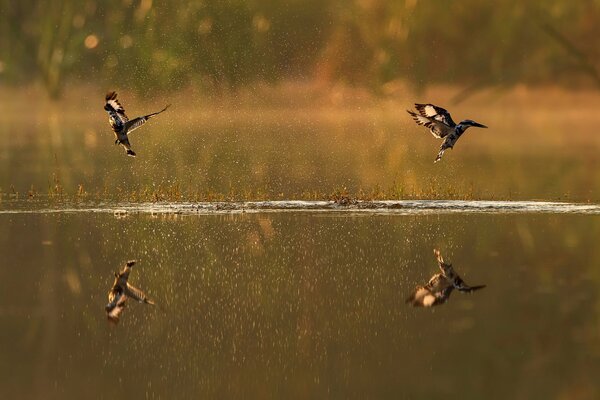 Rivière au-dessus de laquelle les oiseaux volent