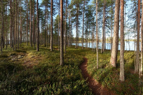 Bosque de pinos junto al lago