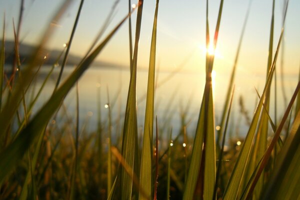 Die Sonne scheint durch die grünen Zweige des Grases