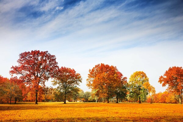 Herbstpark mit goldenem Laub