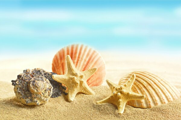 Estrellas de mar y conchas marinas en la playa de arena del océano