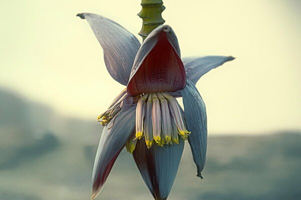 Banana blossom macro shooting