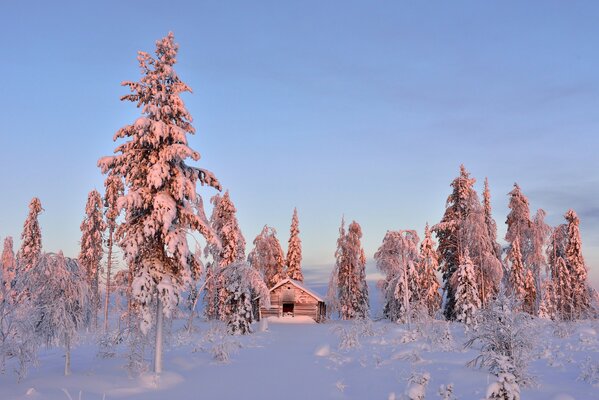 Bagliore del sole sugli alberi innevati