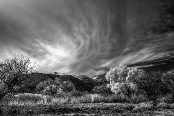 Forêt nature en noir et blanc