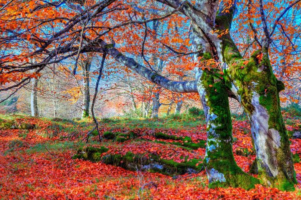 Radura floreale nella foresta con alberi in autunno