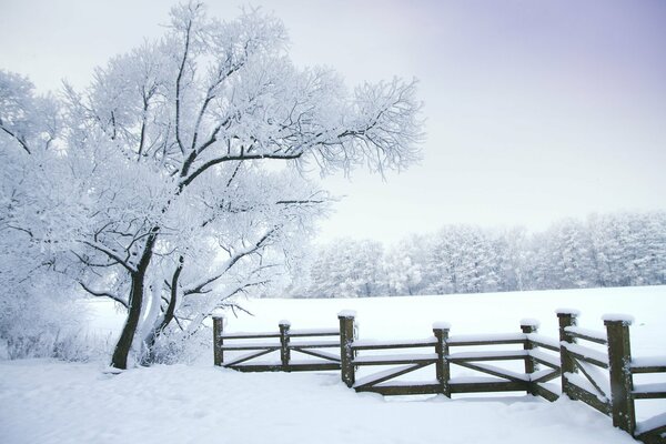 Paisaje invernal de la cerca y del árbol