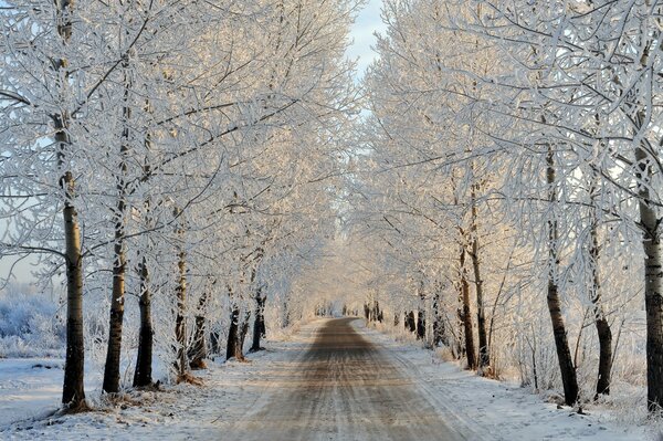 Paisaje de invierno camino y árboles bajo la nieve