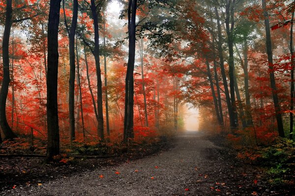 Sentiero forestale tra sequoie