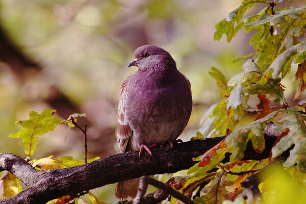 Image of a bird on a branch