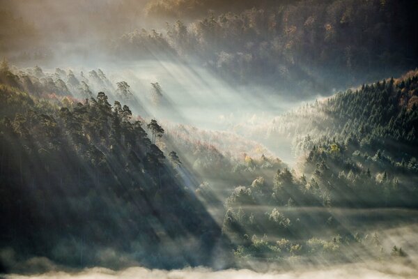 Dawn over the mountains covered with forests