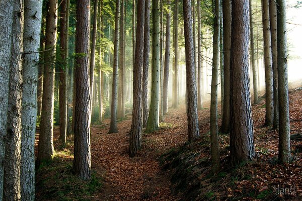 Hermoso bosque con árboles de extraordinaria belleza