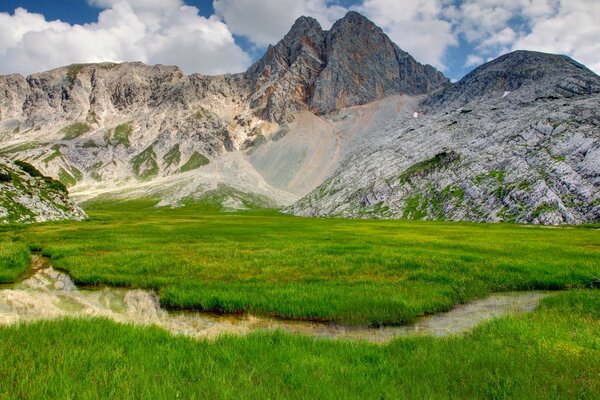 Naturaleza de montaña, cañas y arroyo